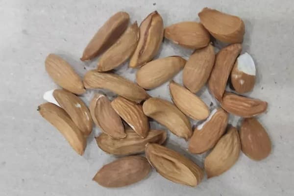 تصویر 4 از قیمت و خرید مغز بادام درختی شاهرودی + فروش ارزان